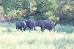 11. Sunset Drive - Kruger