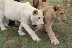 Lion-Park-021