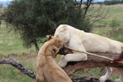 Lion-Park-022