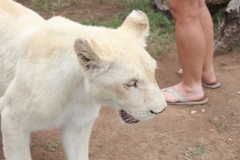 Lion-Park-023