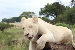 Lion-Park-024