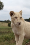 Lion-Park-025
