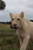 Lion-Park-026