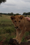 Lion-Park-029