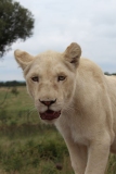 Lion-Park-030