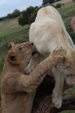 Lion-Park-033