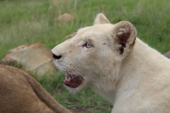 Lion-Park-038