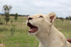 Lion-Park-040