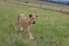 Lion-Park-041