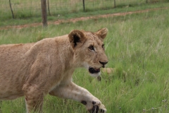 Lion-Park-048