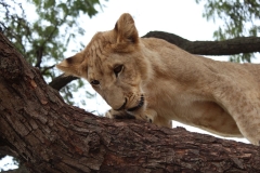 Lion-Park-050