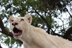 Lion-Park-053