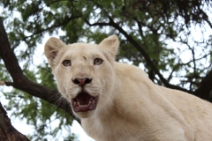 Lion-Park-055