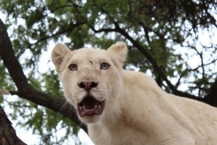 Lion-Park-056