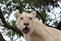 Lion-Park-057
