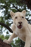 Lion-Park-059