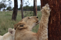 Lion-Park-065