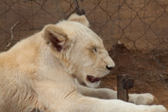 Lion-Park-075