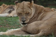 Lion-Park-092