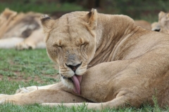 Lion-Park-093
