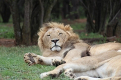 Lion-Park-094