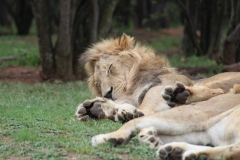 Lion-Park-095