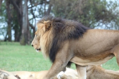 Lion-Park-096