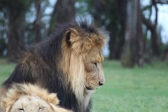 Lion-Park-097
