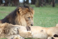 Lion-Park-098