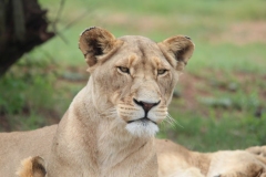 Lion-Park-102