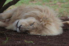 Lion-Park-104