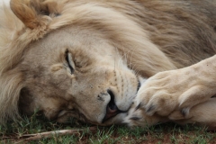Lion-Park-105