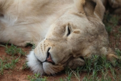 Lion-Park-106