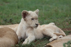 Lion-Park-107