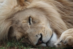Lion-Park-108