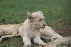 Lion-Park-111