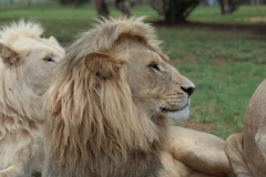 Lion-Park-112