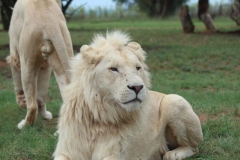 Lion-Park-113
