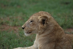 Lion-Park-114
