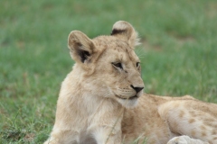 Lion-Park-115