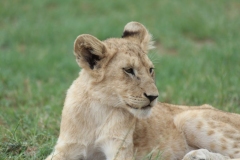 Lion-Park-116