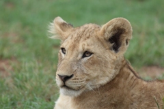Lion-Park-117