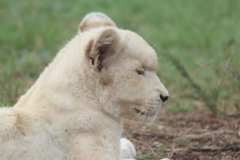 Lion-Park-118