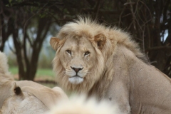Lion-Park-119