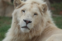 Lion-Park-120