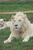 Lion-Park-121