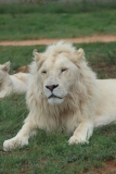 Lion-Park-122