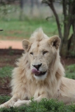 Lion-Park-123