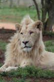 Lion-Park-124