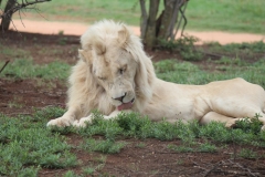 Lion-Park-125